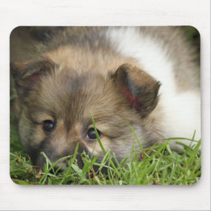 Tapis De Souris Islandhundewelpe