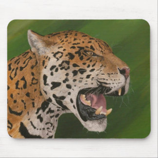 Tapis De Souris Jaguar
