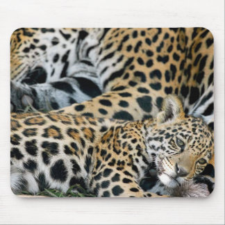 Tapis De Souris Jaguar-maman-et-bébé