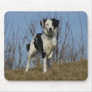Tapis De Souris Jambe de border collie augmentée