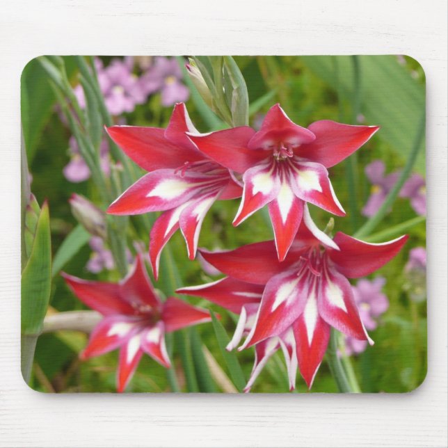 Tapis De Souris Jardin d'été des Gladiolas rouges et blancs (Devant)