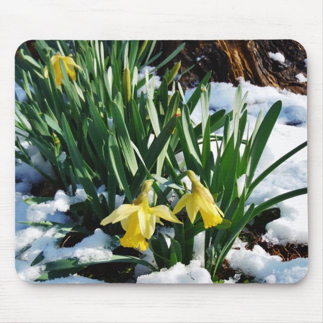 Tapis De Souris Jaune Daffodils fleurs dans la neige (Devant)
