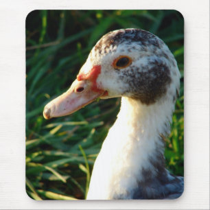 Tapis De Souris Jeune cane Muscovy Hen