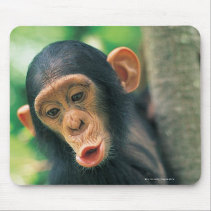 Tapis De Souris Jeune chimpanzé (poitrine troglodytique)
