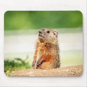 Tapis De Souris Jeune marmotte