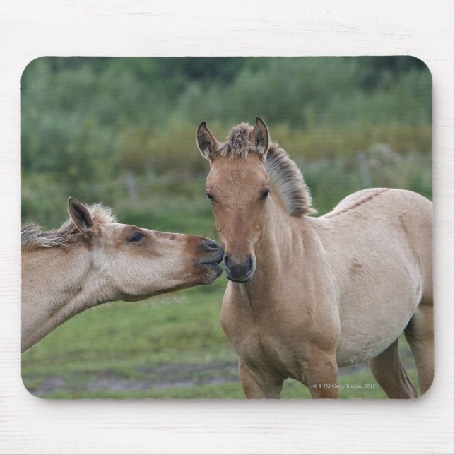 Tapis De Souris Jeunes chevaux Henson se rencontrant (Devant)