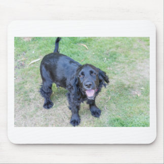 Tapis De Souris Joli chiot noir