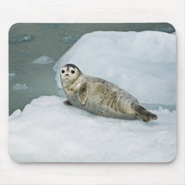 Tapis De Souris Joli phoque du port sur neige (Devant)