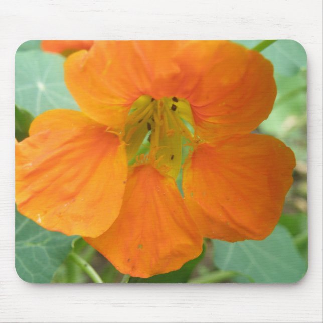 Tapis De Souris Jolie Orange Nasturtium Flower Mousepad (Devant)