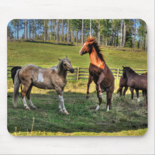 Tapis De Souris Jouer Paint Stallion & Sorrel Mare Equine Photo