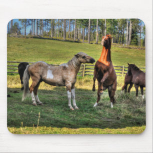 Tapis De Souris Jouer Pinto Stallion & Sorrel Mare Equine Photo
