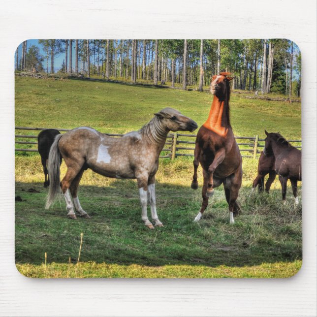 Tapis De Souris Jouer Pinto Stallion & Sorrel Mare Equine Photo (Devant)