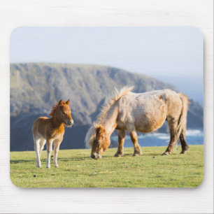 Tapis De Souris Jument avec poulain, îles Shetland, Écosse