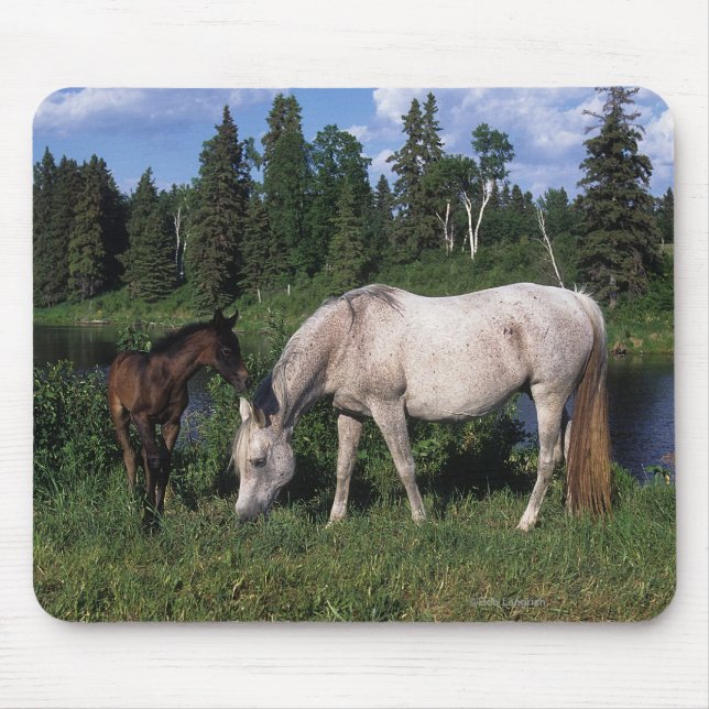Tapis De Souris Jument et poulain arabes 2 (Devant)