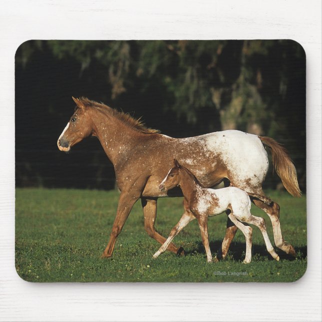 Tapis De Souris Jument et poulain d'Appaloosa (Devant)