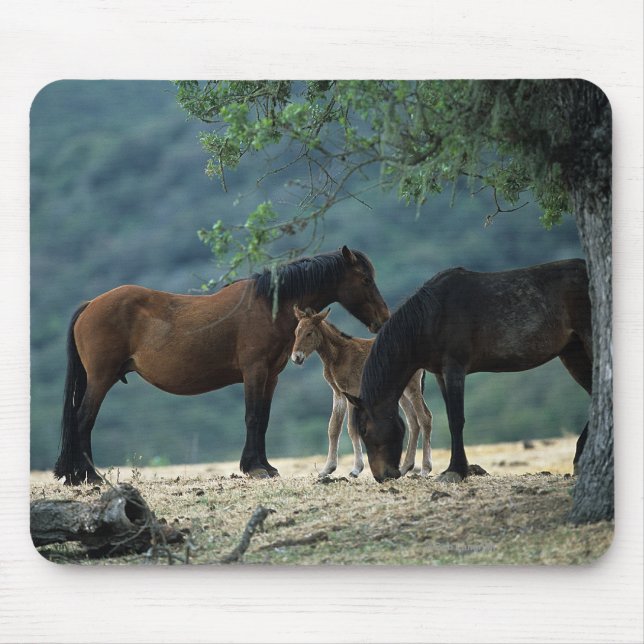 Tapis De Souris Jument et poulain sauvages de mustang (Devant)