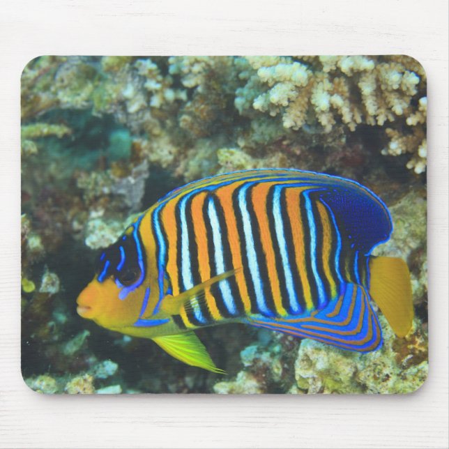 Tapis De Souris Juvenile Regal Eperviers Pygoplites (Devant)