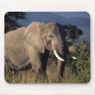 Tapis De Souris Kenya : Amboseli, éléphant d'Afrique mâle