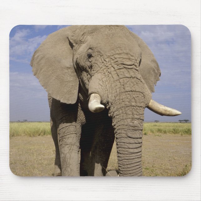 Tapis De Souris Kenya : Parc national d'Amboseli, éléphant mâle (Devant)
