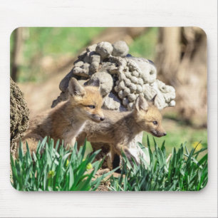 Tapis De Souris Kits Fox dans la vallée de l'Hudson