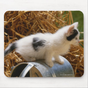 Tapis De Souris Kitten assis sur la canette d'arrosage
