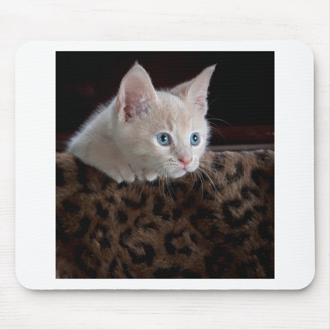 Tapis De Souris Kitten crème avec de beaux yeux bleus (Devant)