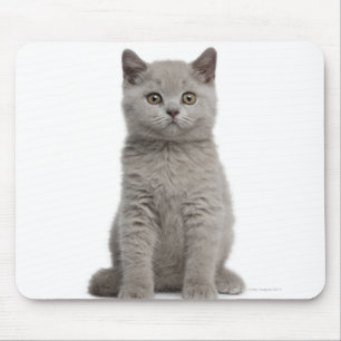 Tapis De Souris Kitten de Shorthair britannique (10 semaines) 2