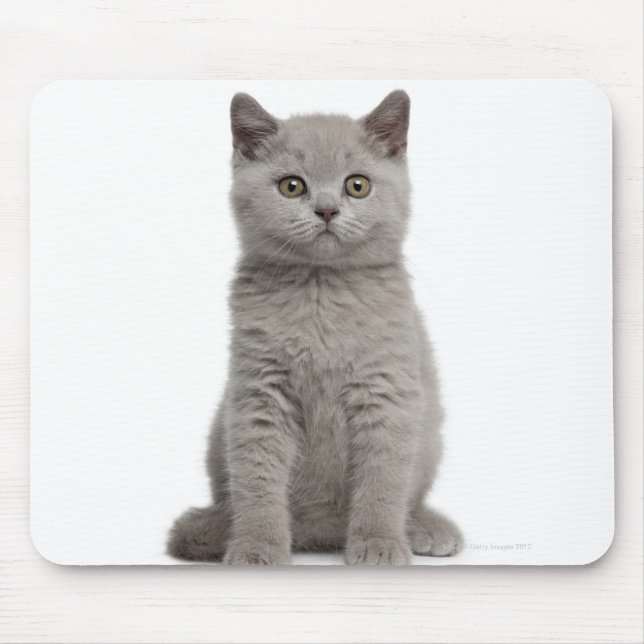 Tapis De Souris Kitten de Shorthair britannique (10 semaines) 2 (Devant)