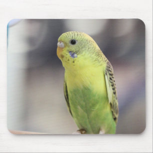 Tapis De Souris Kiwi Burbell