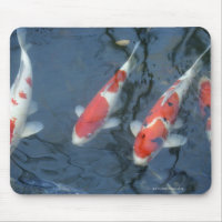 Koi carpe dans l'étang, vue en grand angle