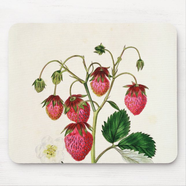 Tapis De Souris La fraise de Roseberry, gravée par Watte (Devant)