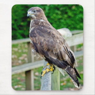 TAPIS DE SOURIS LA T.A.O. DE SOURIS DE BUZZARD