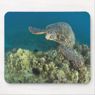 Tapis De Souris La tortue verte, (Chelonia mydas), est la 2