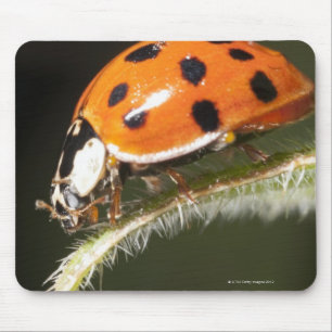 Tapis De Souris Ladybird sur la feuille, coccinelle sur la feuille