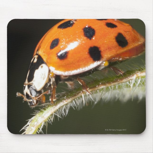 Tapis De Souris Ladybird sur la feuille, Ladybug sur la feuille (Devant)