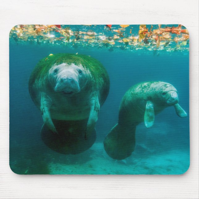 Tapis De Souris Lamantin mère avec son veau à Crystal River (Devant)
