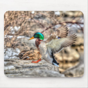 Tapis De Souris Landing Mallard Drake Cadeau faunique