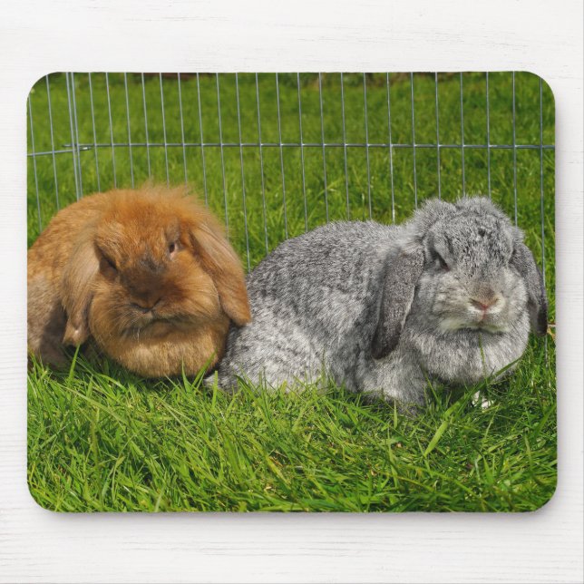 Tapis De Souris Lapin Lapin Lapin Mini Lop de Lionhead Holland (Devant)