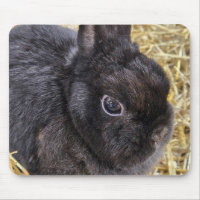 Lapin nain noir des Pays-Bas