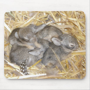 Tapis De Souris Lapins de lapin