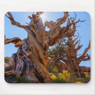 Tapis De Souris L'Arbre Sentinelle