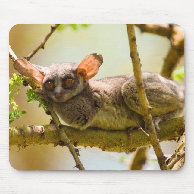 Tapis De Souris Le Bébé du Sénégal (Galago Senegalensis) (Devant)