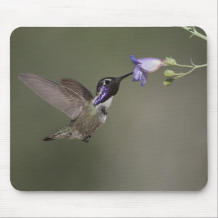 Tapis De Souris Le colibri Mousepad de la côte