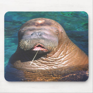 Tapis De Souris Le morse observe Mousepad fermé