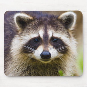 Tapis De Souris Le raton laveur, Procyon lotor
