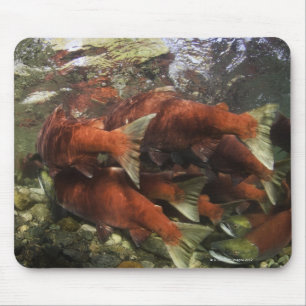 Tapis De Souris Le saumon rouge de la rivière Adams est l'un des