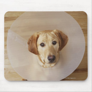 Tapis De Souris Lecteur Labrador avec cône autour du cou