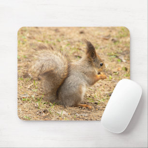 Tapis De Souris L'écureuil mignon mange une photo de noix