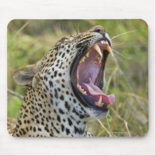 Tapis De Souris Léopard baîllant, un plus grand parc national de