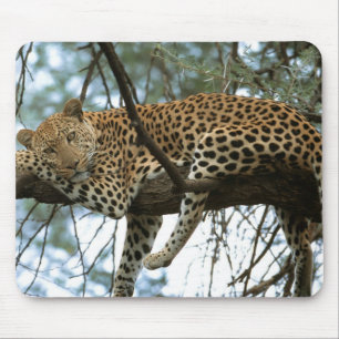 Tapis De Souris Léopard posé dans l'arbre